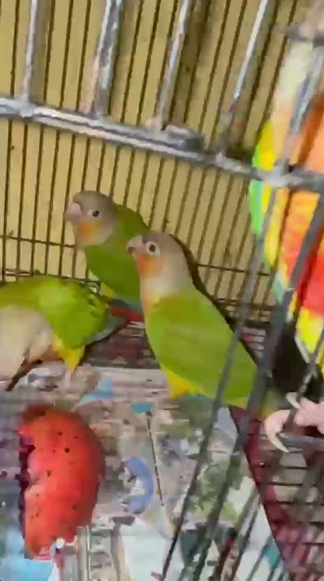 Blue Throated Conure, farm video