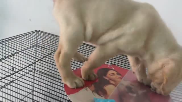 Beagle Black & Tan Puppy, farm video