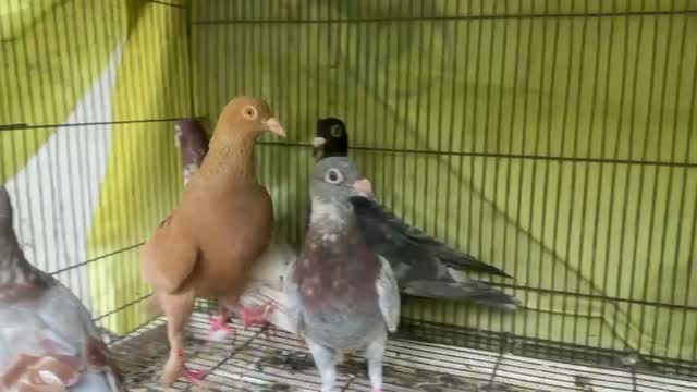 Lakka Pigeon, farm video
