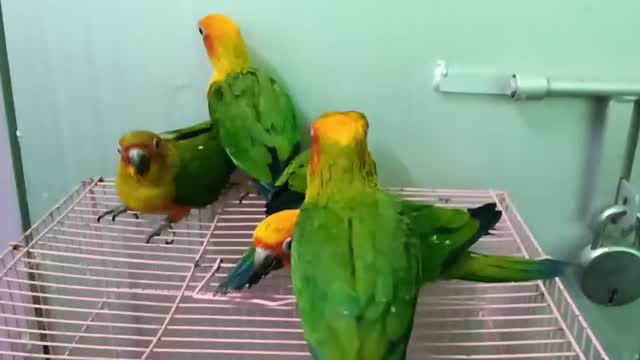 Sun Conure, farm video