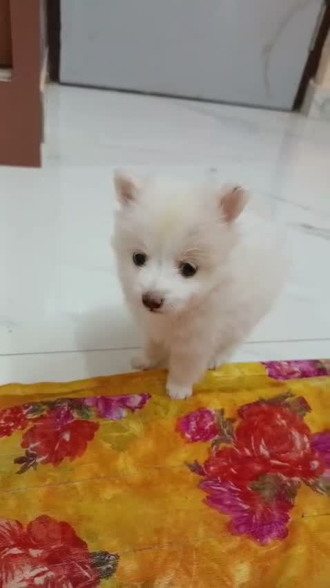 Culture Pom Puppy, farm video