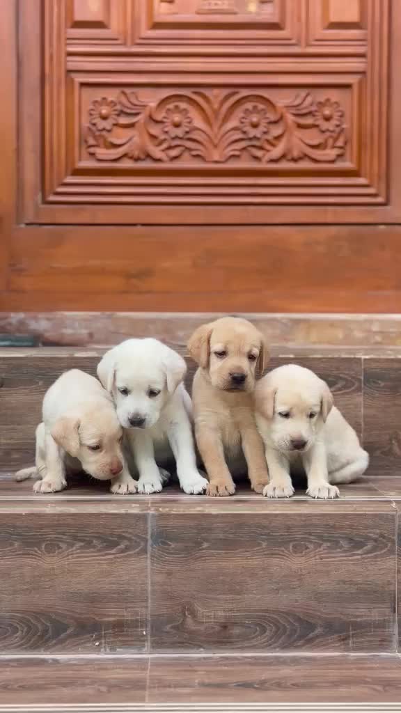 Beagle Black & Tan Puppy, farm video