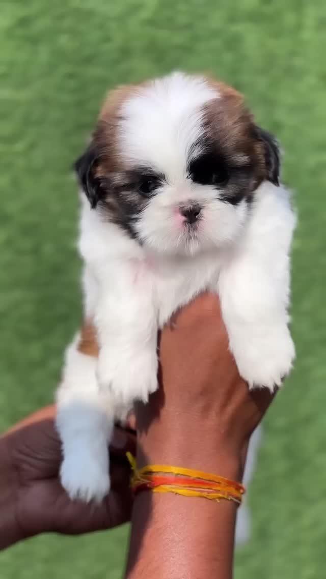 Shih Tzu | Black Color, farm video
