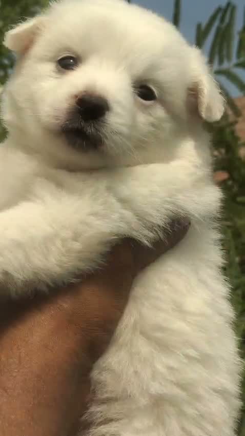 Culture Pom Puppy, farm video