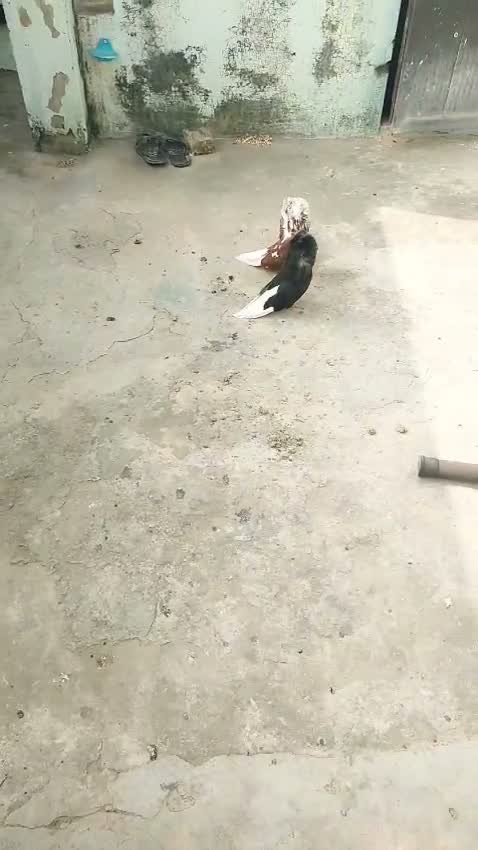 Lakka Pigeon, farm video