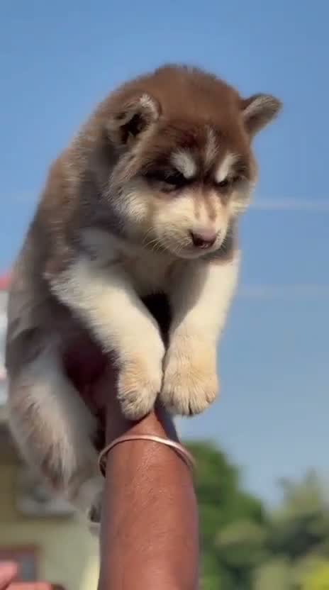 Siberian Husky Puppy | Black & White Color, farm video