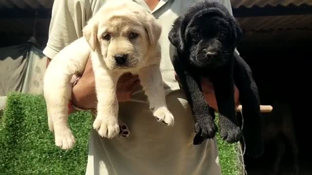 Beagle Black & Tan Puppy, farm video