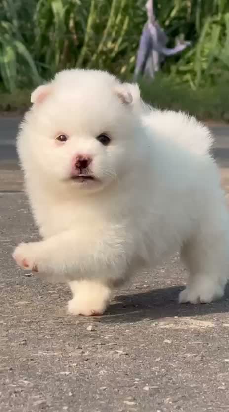 Pomeranian Puppy, farm video