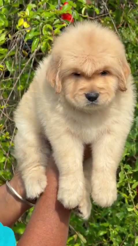Golden Retriever, farm video