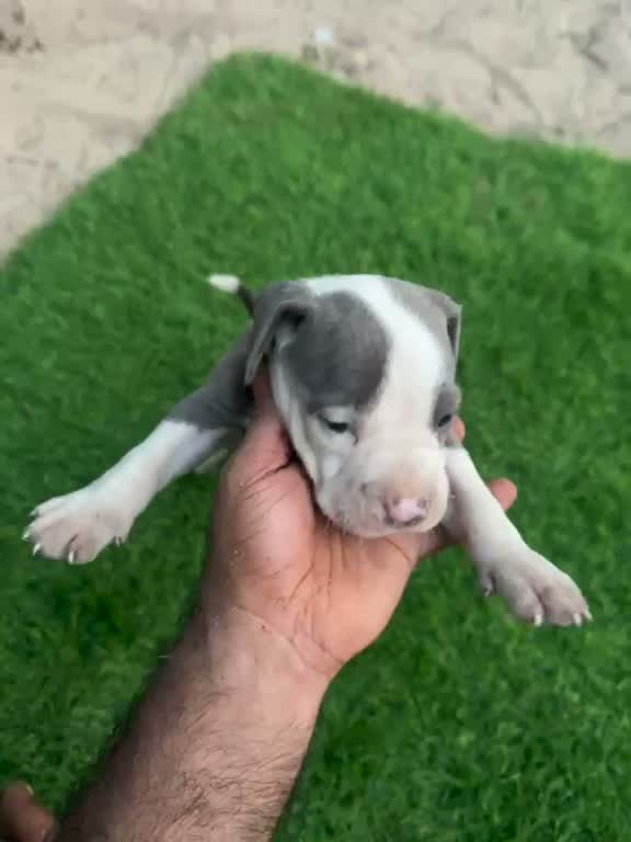 American Bully Pocket Size Puppy, farm video