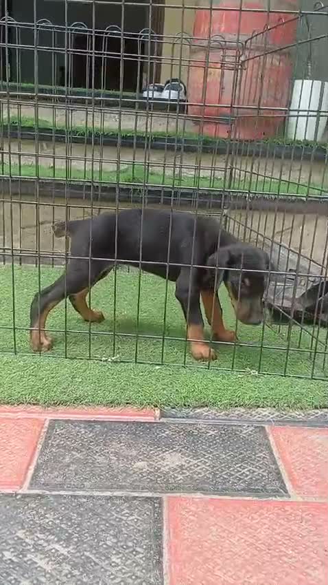 Doberman Pinscher Puppy, farm video