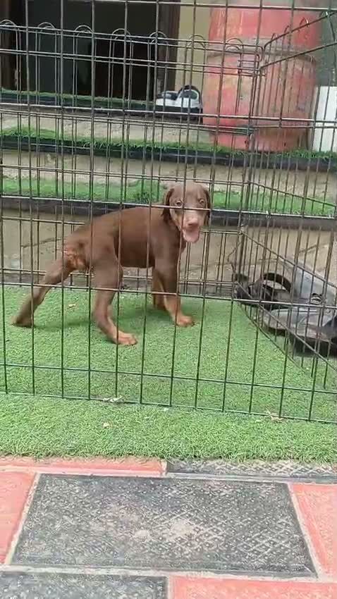 Doberman Pinscher Puppy, farm video