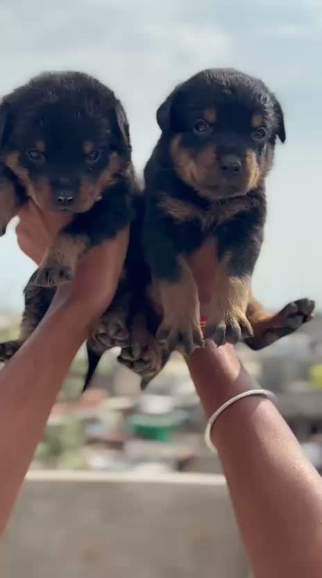 Rottweiler Puppy, farm video