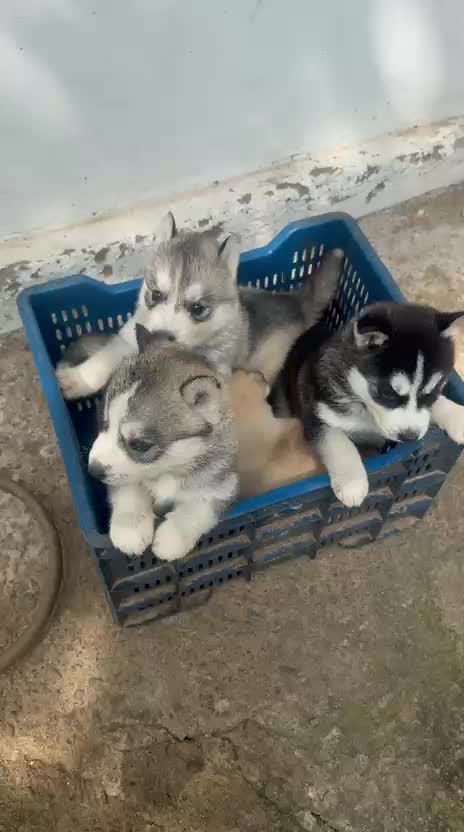 Siberian Husky Puppy | Black & White Color, farm video