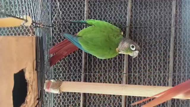 Pineapple Headed Conure, farm video