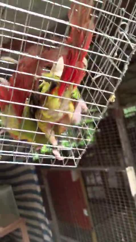 Pineapple Headed Conure, farm video