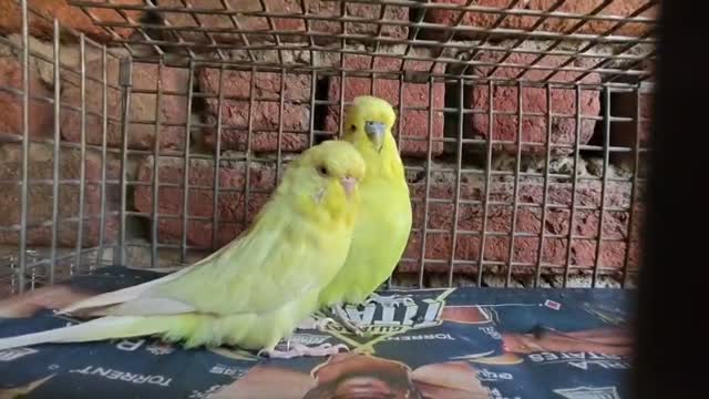 Budgies | Fallow, farm video