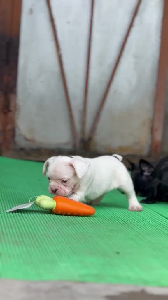 French Bulldog Puppy, farm video