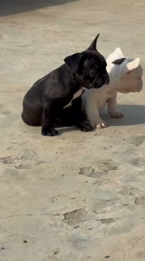 French Bulldog Puppy, farm video