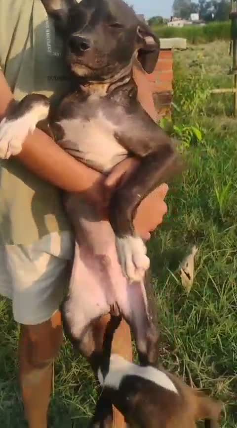 Pitbull Terrier Puppy, farm video