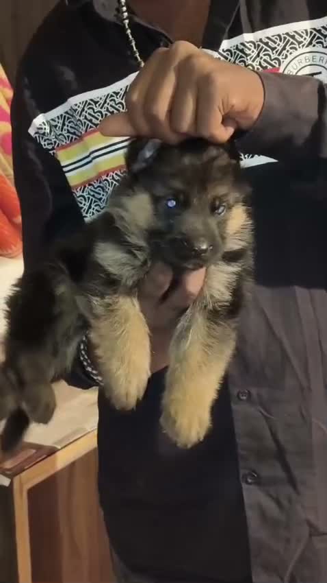 Dachshund Puppy | Brown, farm video
