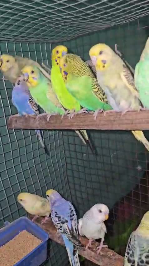 Budgies | Fallow, farm video