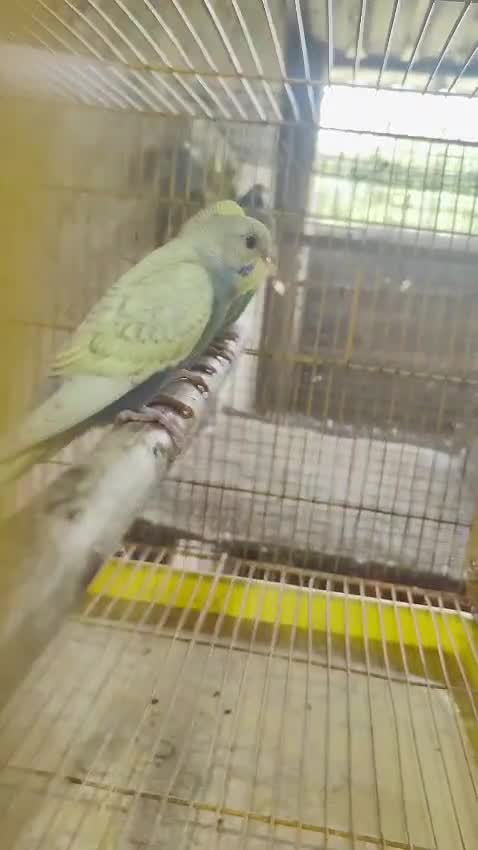 Budgies | Fallow, farm video
