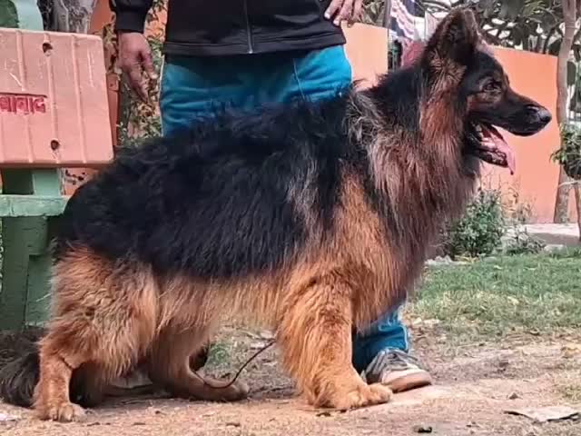 German Shepherd Puppy, farm video