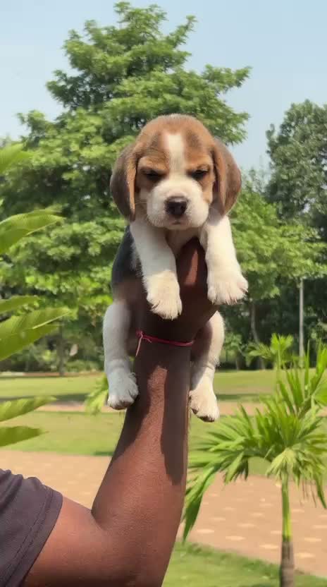 Beagle Black & Tan Puppy, farm video