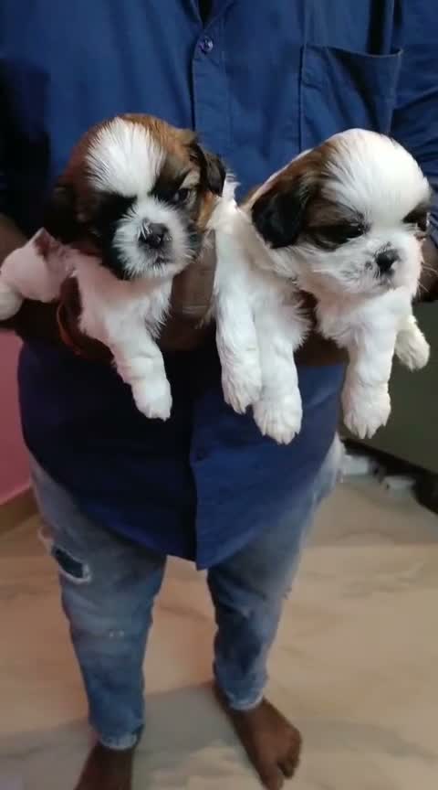 Shih Tzu | Black Color, farm video