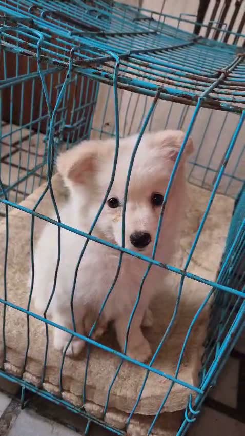 Culture Pom Puppy, farm video