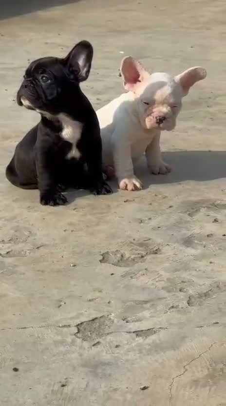 French Bulldog Puppy, farm video