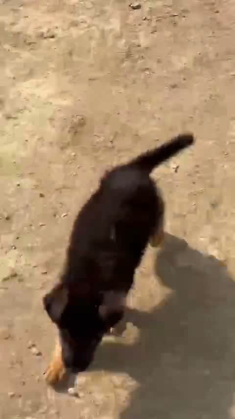 German Shepherd Puppy, farm video