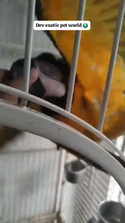Blue & Gold Macaw, farm video
