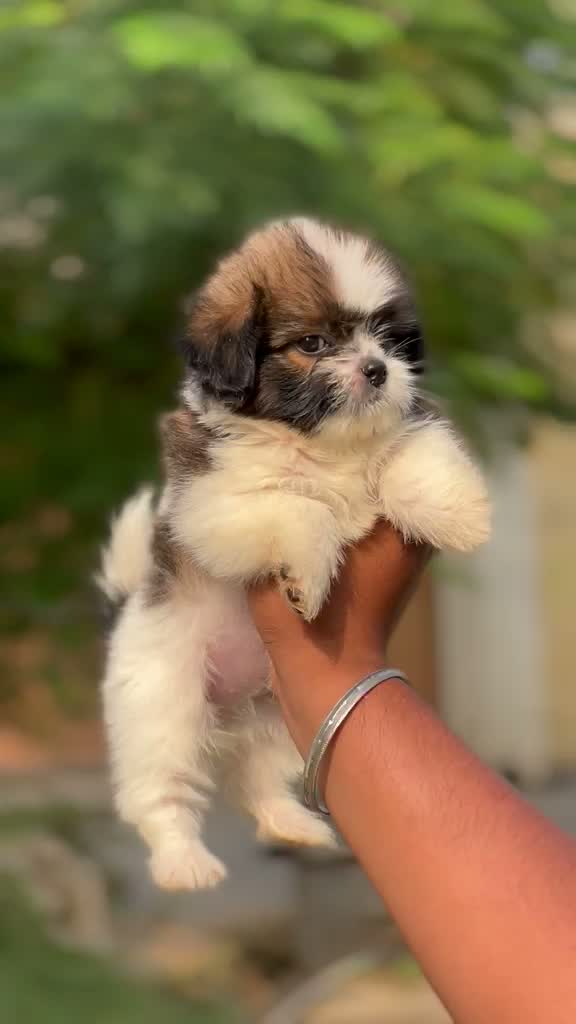 Shih Tzu | Black Color, farm video