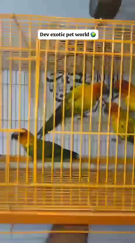 Sun Conure, farm video