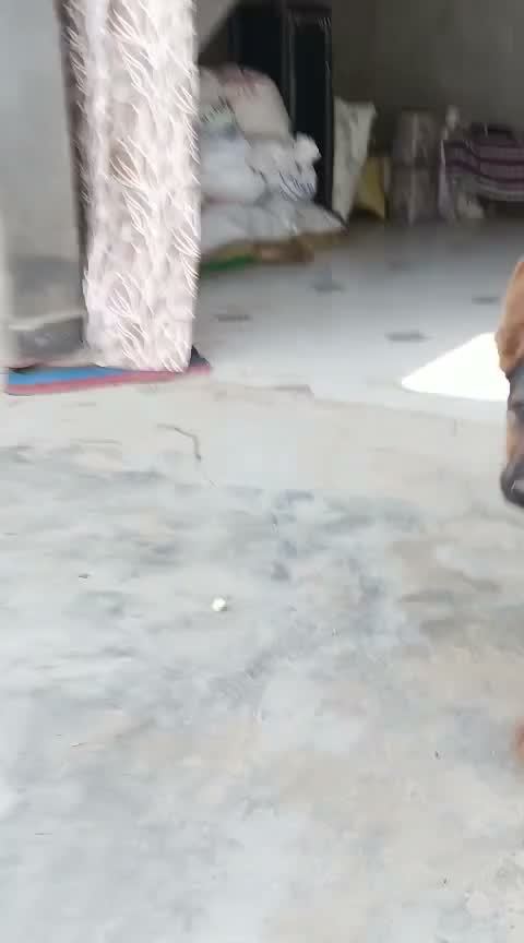 German Shepherd Puppy, farm video