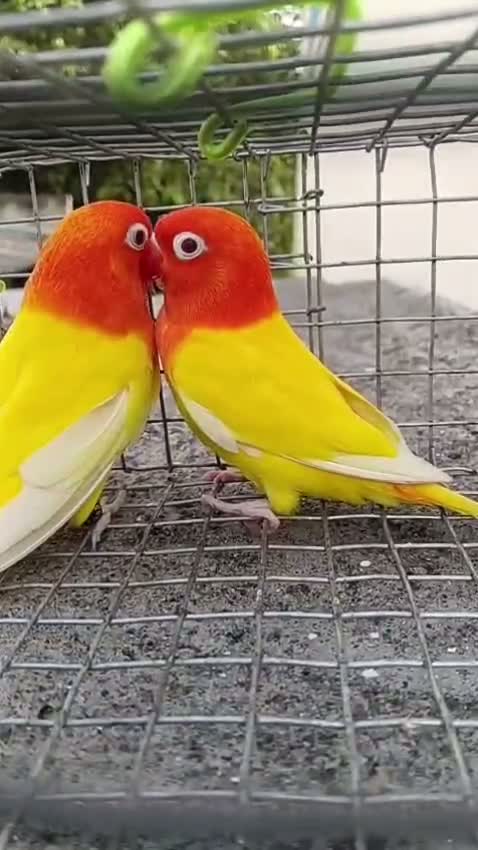 African Love Birds, farm video
