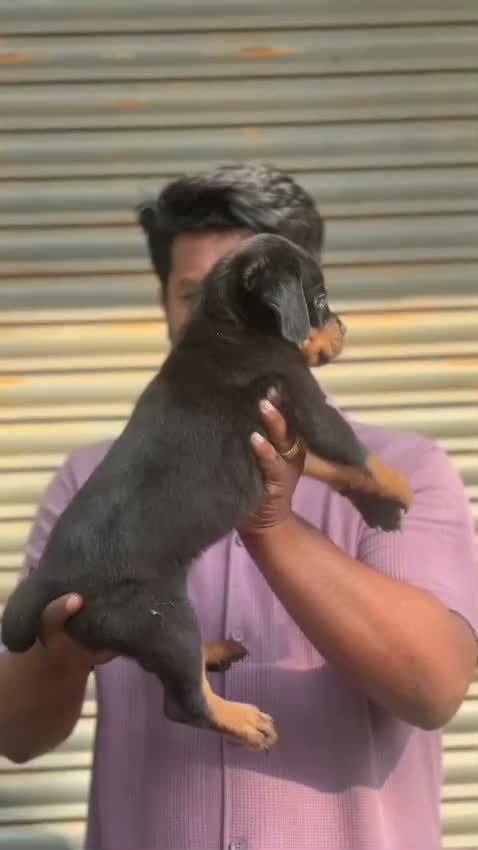 Rottweiler Puppy, farm video