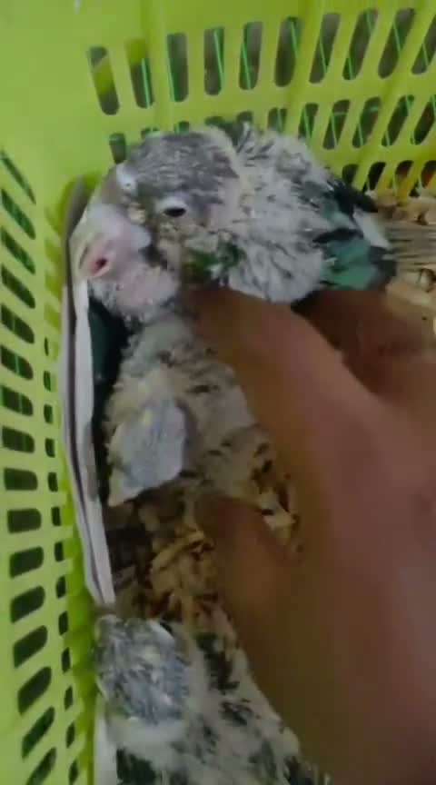 Blue Throated Conure, farm video