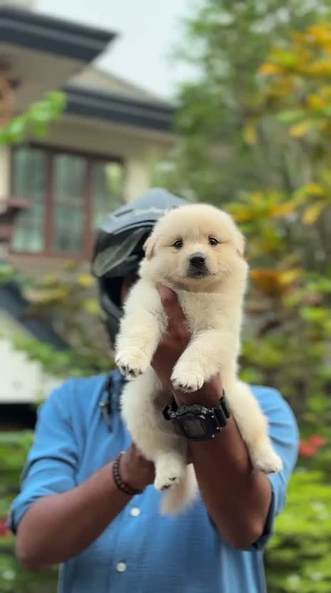 Culture Pom Puppy, farm video