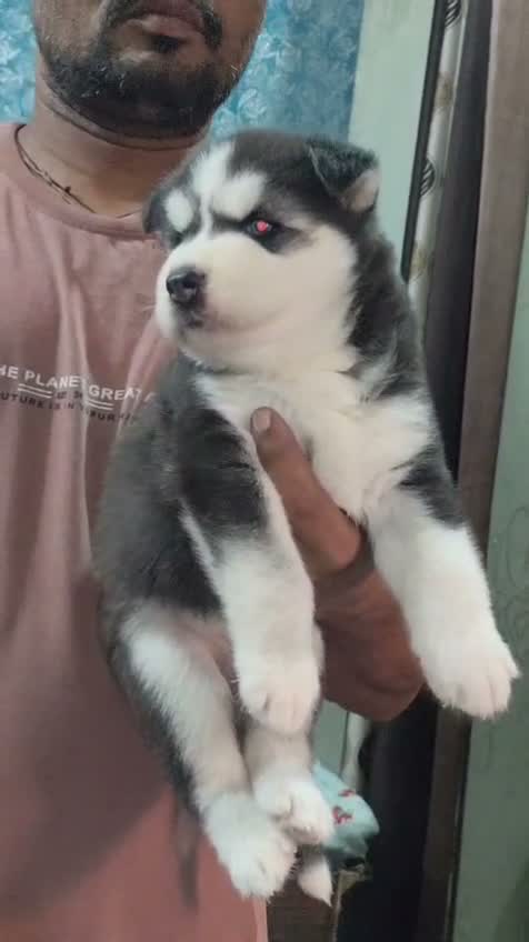 Siberian Husky Puppy | Black & White Color, farm video