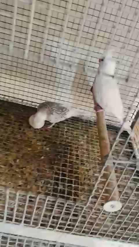 Cockatiel, farm video