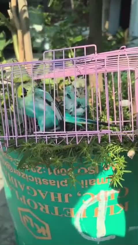 Hogoromo Budgies, farm video