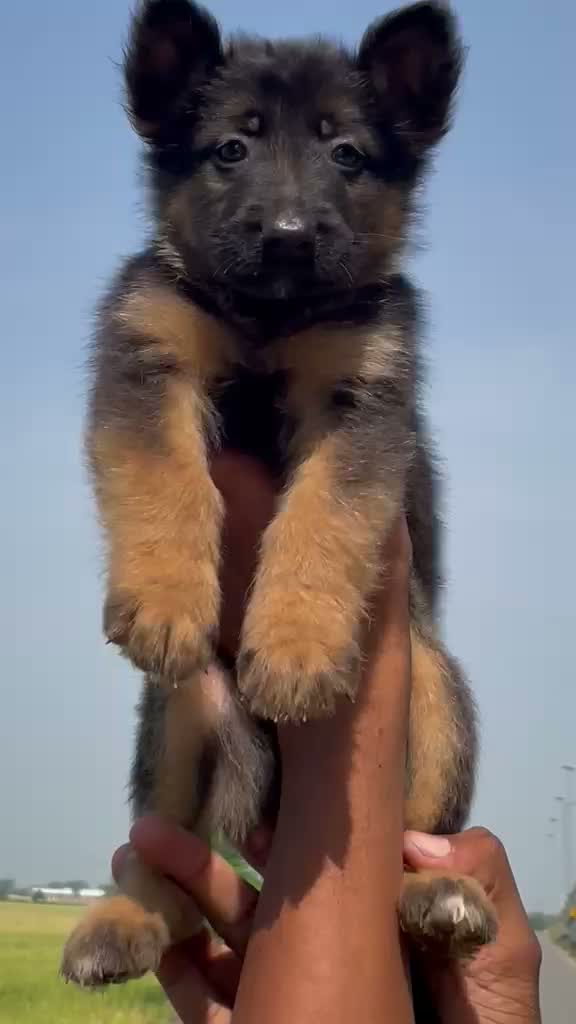 German Shepherd Puppy, farm video