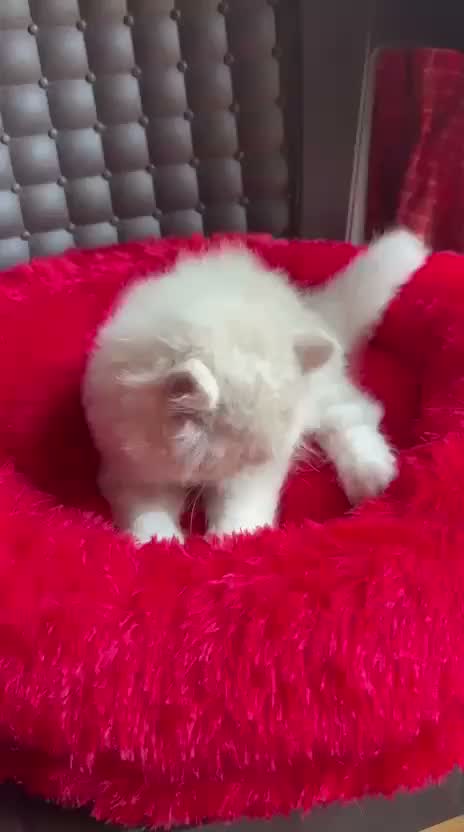 Persian, farm video