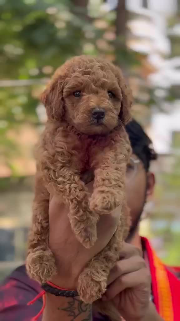 Toy Poodle Puppy, farm video