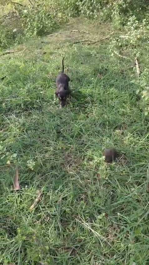 Kanni, farm video