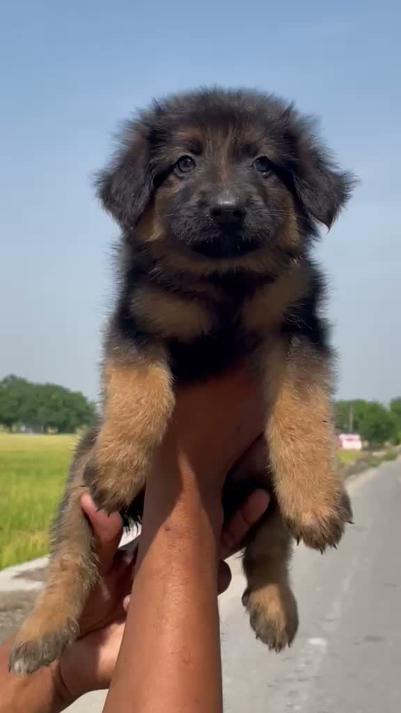 German Shepherd Puppy, farm video