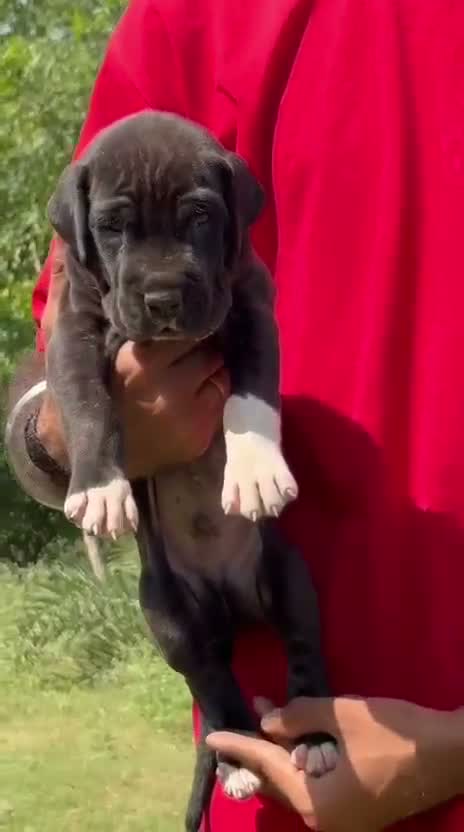 Great Dane Puppy, farm video